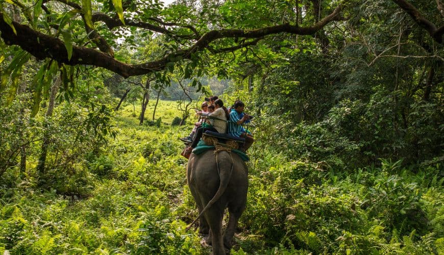 Experience the Elephant Safari at Gorumara