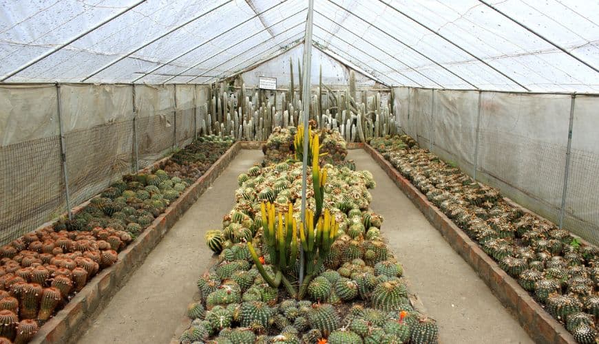 Visit the famous nurseries in Kalimpong