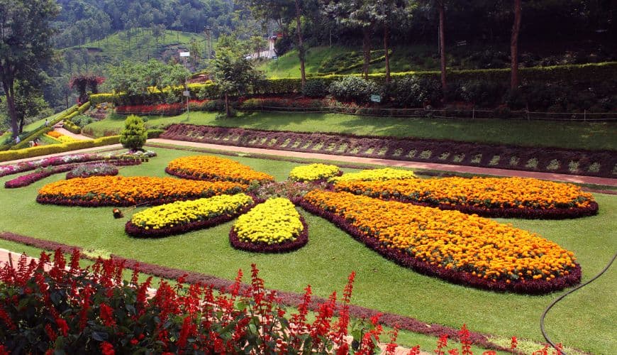 A riot of colours at the Ooty Flower Show