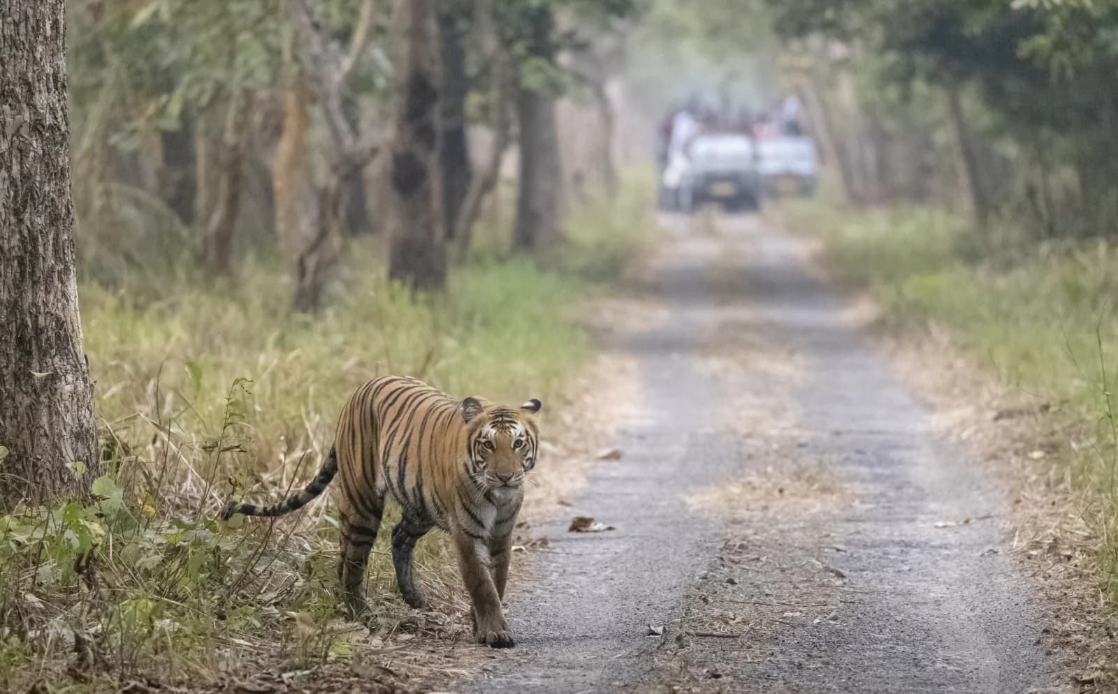 Buxa Tiger Reserve (104 km)