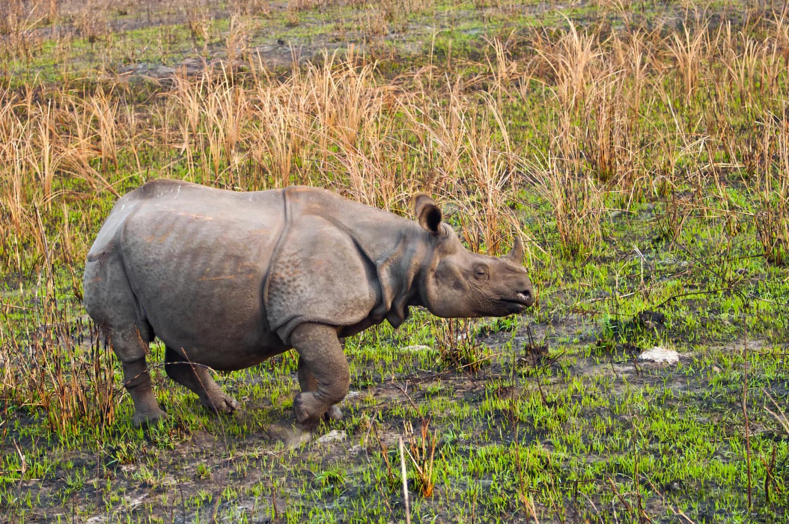 Jaldapara Wildlife Sanctuary (82 km)