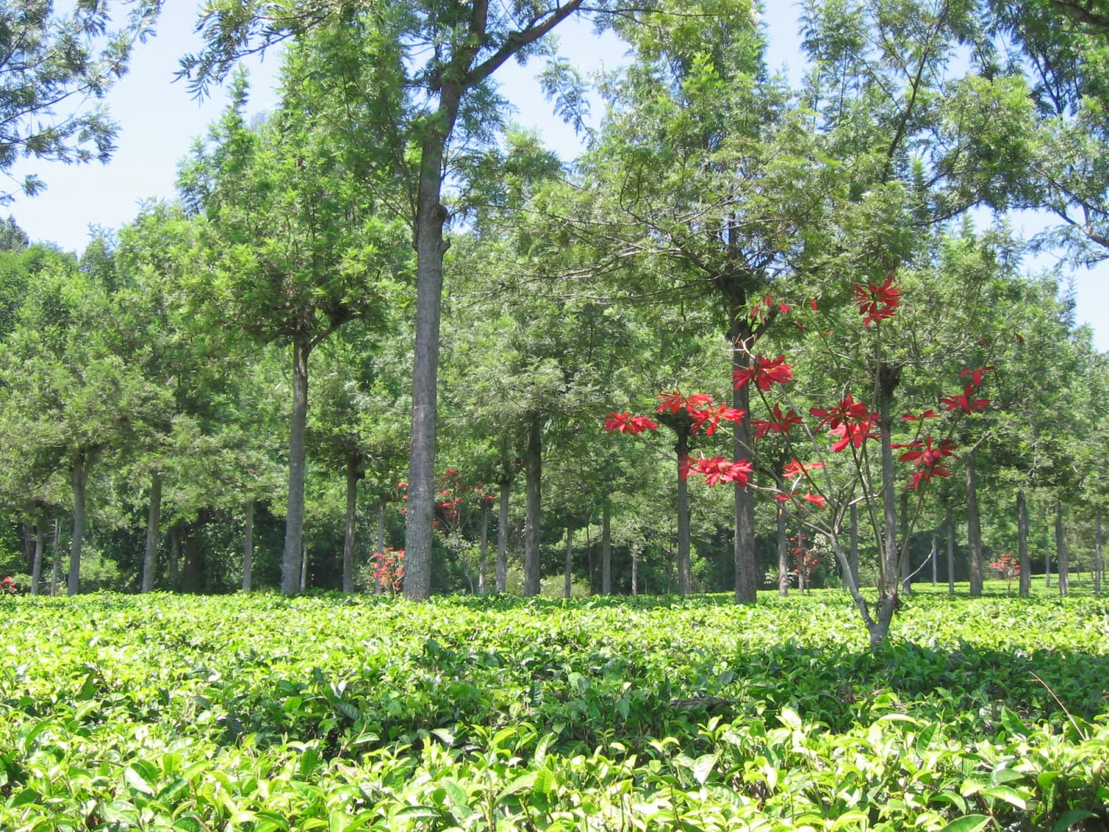 Cinchona Plantation