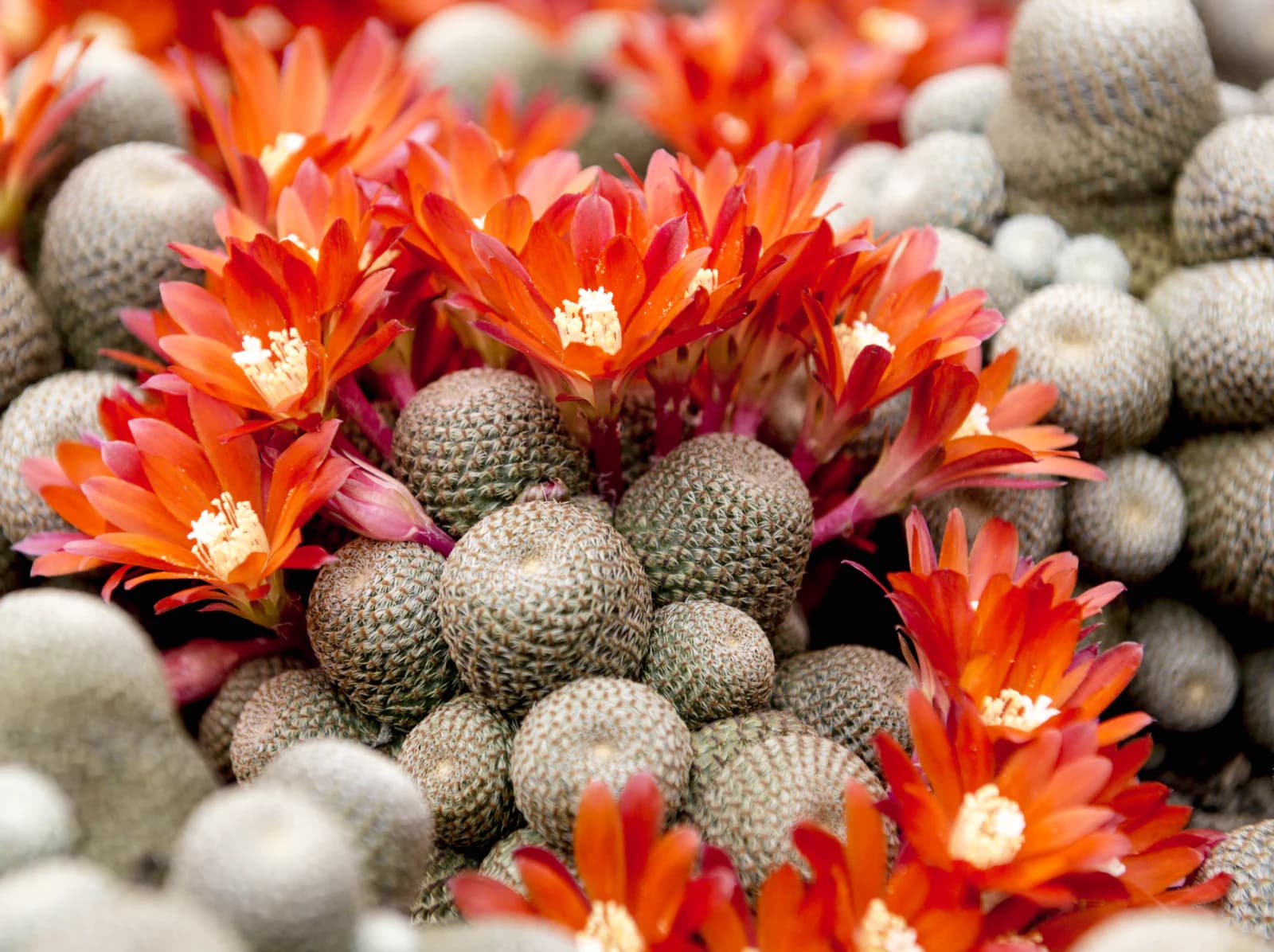 Flower Nurseries