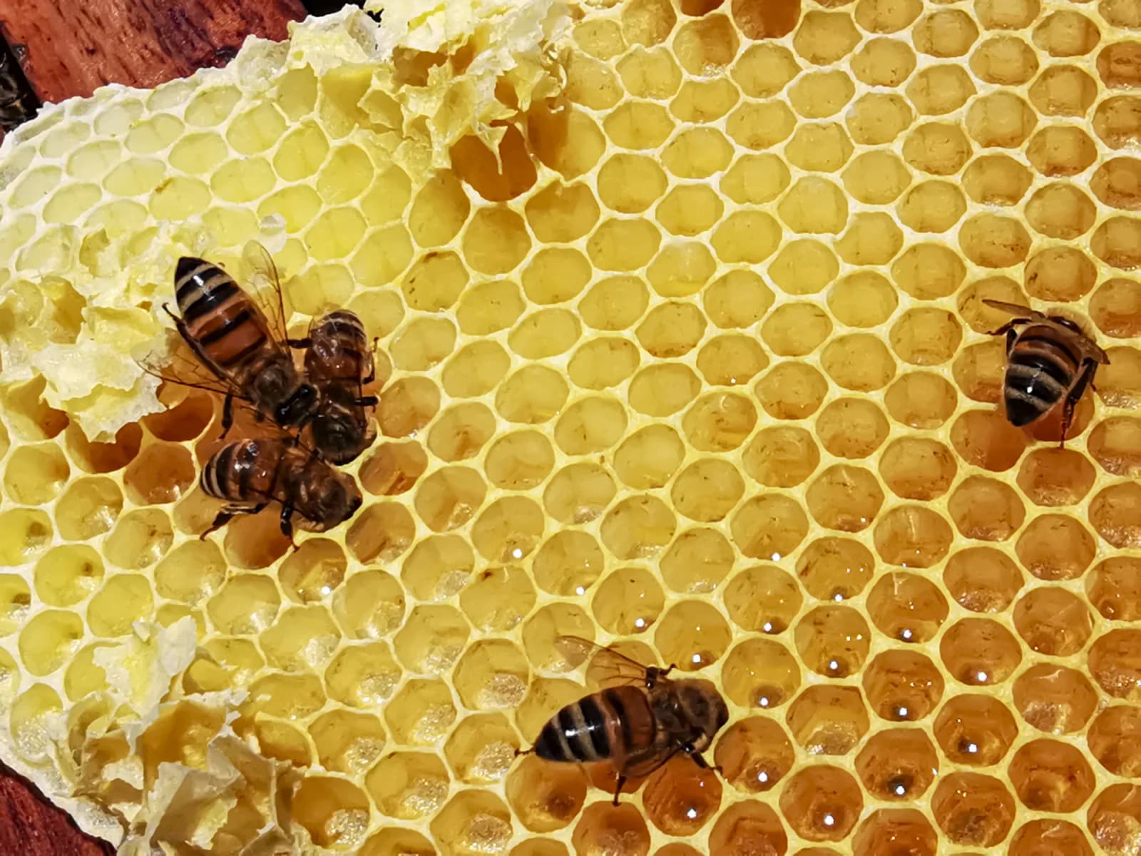 Honey & Bee Museum